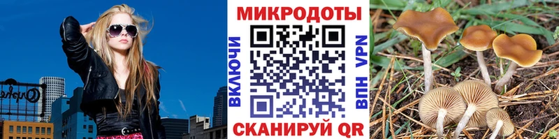 Галлюциногенные грибы Psilocybe  Городовиковск 